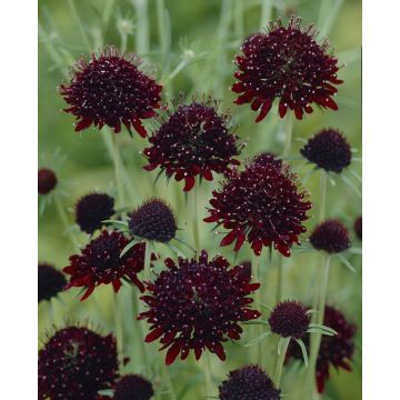 Scabious Chile Black