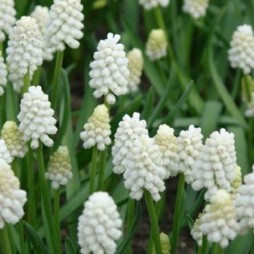 White Grape Hyacinths - Muscari armericum album