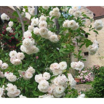 Rose Sombreuil  - Climbing Rose