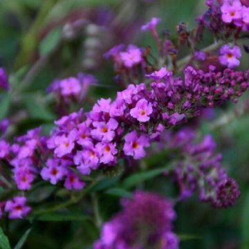 Buddleia Flutterby Petite Dark Pink - Dwarf Buddleja Butterfly Bush