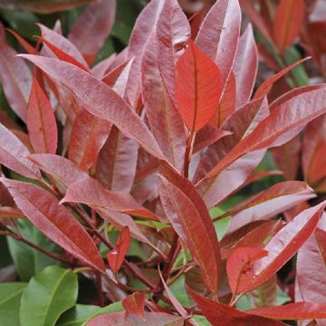 Photinia 'Volcano' Red Robin - Large Evergreen Specimen - circa 120-140cm
