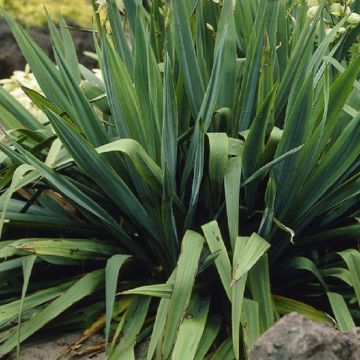 WINTER SALE - Yucca filamentosa - Evergreen Hardy Adams Needle