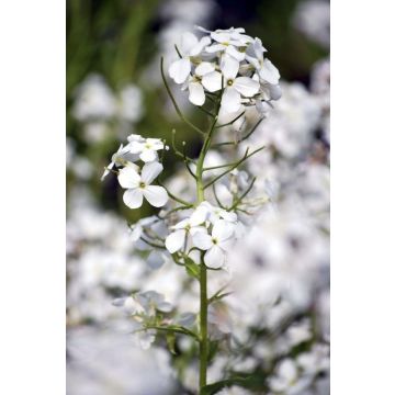 Hesperis matronalis albiflora - White Sweet Rocket