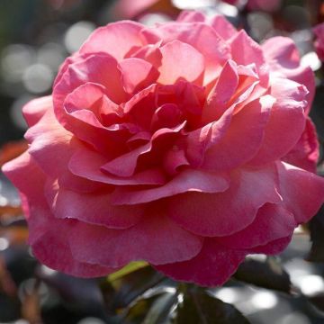Rose Braveheart - Floribunda Hybrid Tea Bush Rose