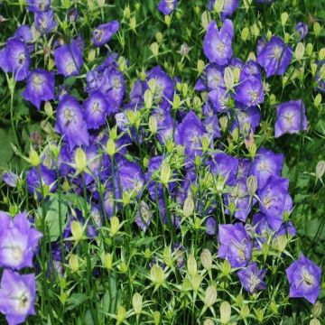 Campanula carpatica 'Blue Clips'