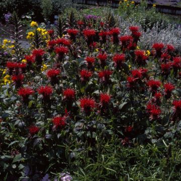 Monarda didyma Cambridge Scarlet  - Bergamot