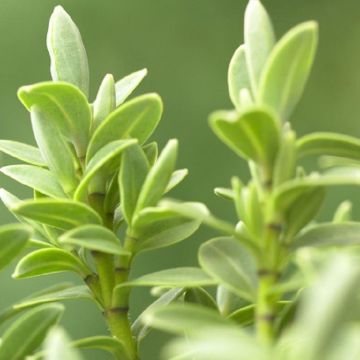 Hebe pinguifolia 'Sutherlandii'