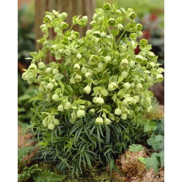 Helleborus Foetidus  - Stinking Hellebore