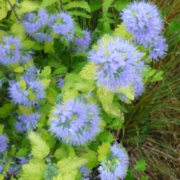 Caryopteris incana Sunshine Blue