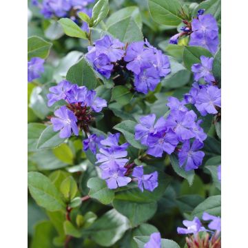 Ceratostigma plumbaginoides - Hardy Plumbago