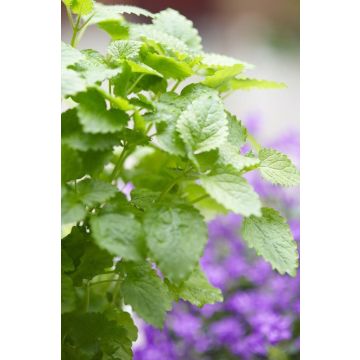 Melissa officinalis - Lemon Balm