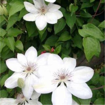 Clematis Henryi