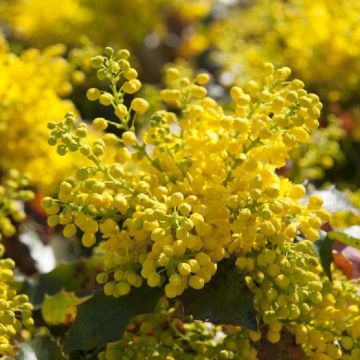 Mahonia aquifolium - LARGE