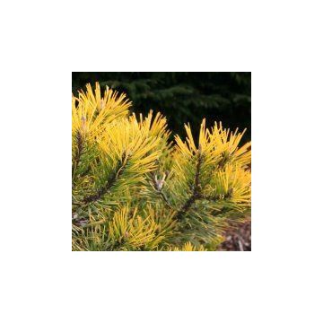 Pinus mugo Winter Gold - Dwarf Golden Mountain Pine - LARGE SPECIMEN