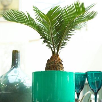Baby Cycad - Cycas revoluta - King Sago Palm Tree - ideal for windowsill