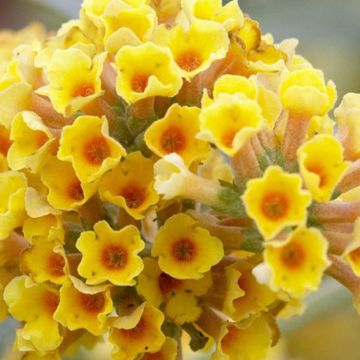 LARGE Specimen - Buddleja x weyeriana 'Sungold' - Golden Yellow Flowered Butterfly Bush (Buddleia)