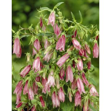 Campanula takesimana