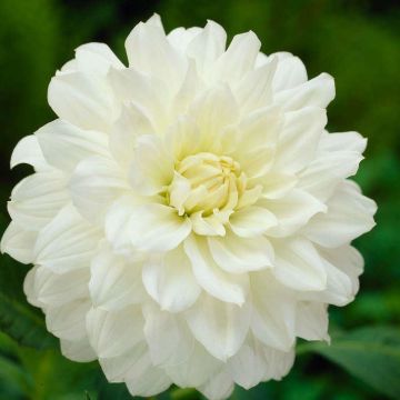 Dahlia White Onesta