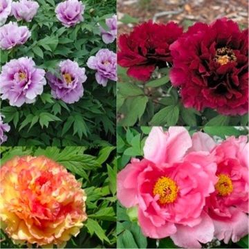 Tree Peony Collection -  Selection of THREE Plants - Paeonia suffruticosa Peonies in Mixed Colours