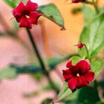 Jasminum beesianum - Rare Red Jasmine