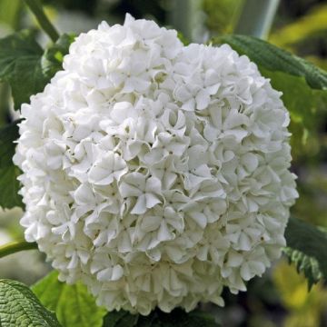 Viburnum opulus roseum - Snowball Tree - Large Specimen