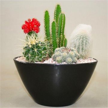 Cacti - Contemporary Cactus Garden Arrangement - Perfect Gift - Ideal for Coffee Table or Windowsill