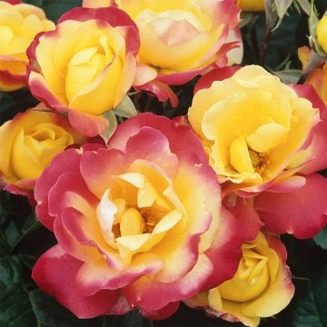 Rose Masquerade - Climbing Rose