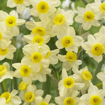 Narcis Minnow - Daffodil in Bud & Bloom