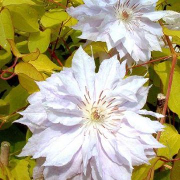 Clematis Celebration - NEW & EXCLUSIVE - A rare beauty to light up your Garden