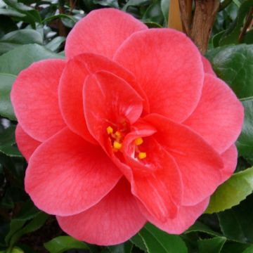 Camellia Mary Williams