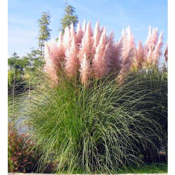 PINK Pampas Grass - Cortaderia selloana rosea