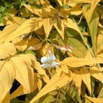 Jasminum officinale 'Fiona Sunrise' - Jasmine