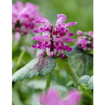 Lamium maculatum 'Beacon Silver'