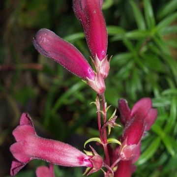 Penstemon Blackbird