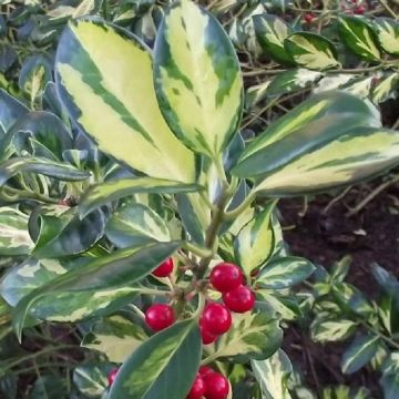 Ilex aquifolium Gold Flash - Holly