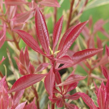 Pieris Carnival - Evergreen Shrubs - Pack of THREE Plants