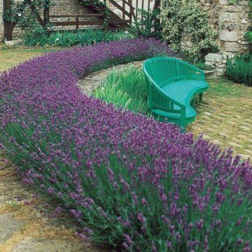 Lavandula angustifolia - English Lavender Pack of SIX Plants