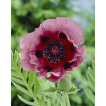 Papaver orientale Patty's Plum - Oriental Poppy