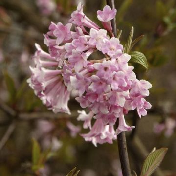 Viburnum Bodnantense Dawn