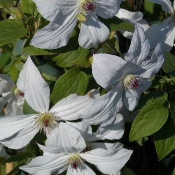 Clematis jackmanii Forever Friends - Summer Flowering Clematis