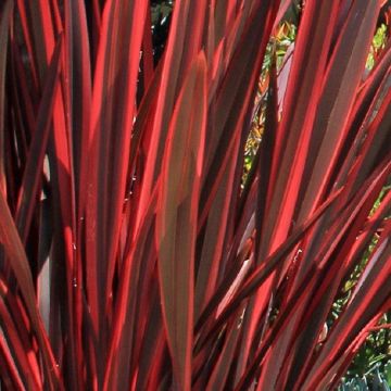 Phormium Firebird - New Zealand Flax