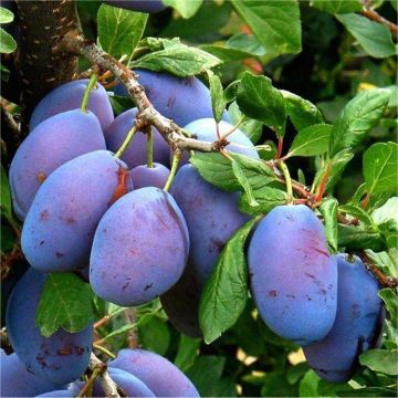 Patio Fruit Tree - Compact Czar Plum Tree