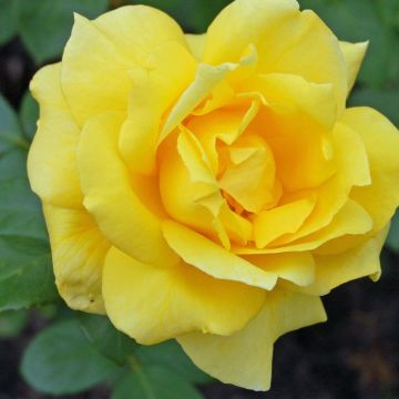 Rose Sunblest - Hybrid Tea Shrub Rose