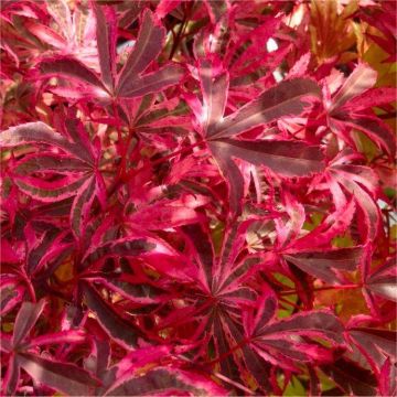 WINTER SALE - Acer palmatum Pink Passion - Striking & RARE Japanese Maple Shirazz - LARGE