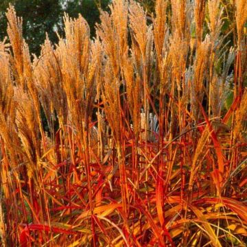Miscanthus Indian Summer - Amazing Autumnal Colour Grass