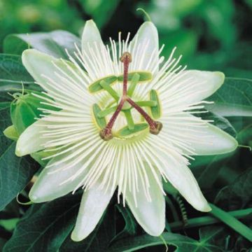 Passiflora caerulea Constance Eliott - Passion Flower Constance Elliot - White Passiflora