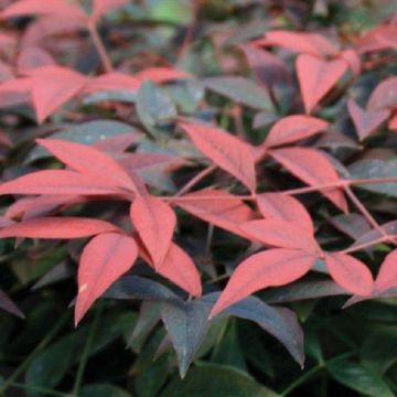 Nandina domestica Flirt - New Compact Heavenly Bamboo