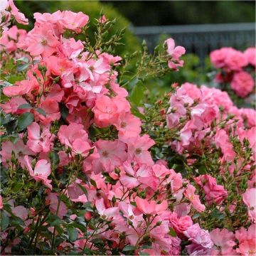 Rose Flower Carpet Coral - 2,000 flowers a year!