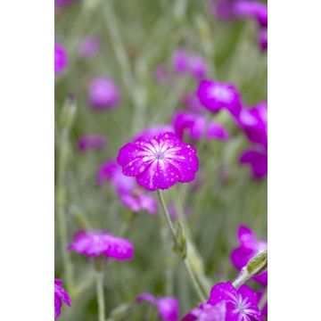 Lychnis coronaria