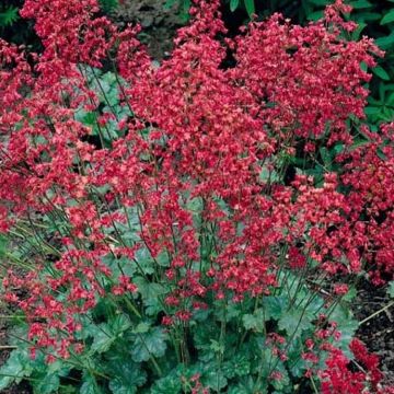 Heuchera sanguinea 'Coral Forest' Heuchera sanguinea 'Coral Forest'